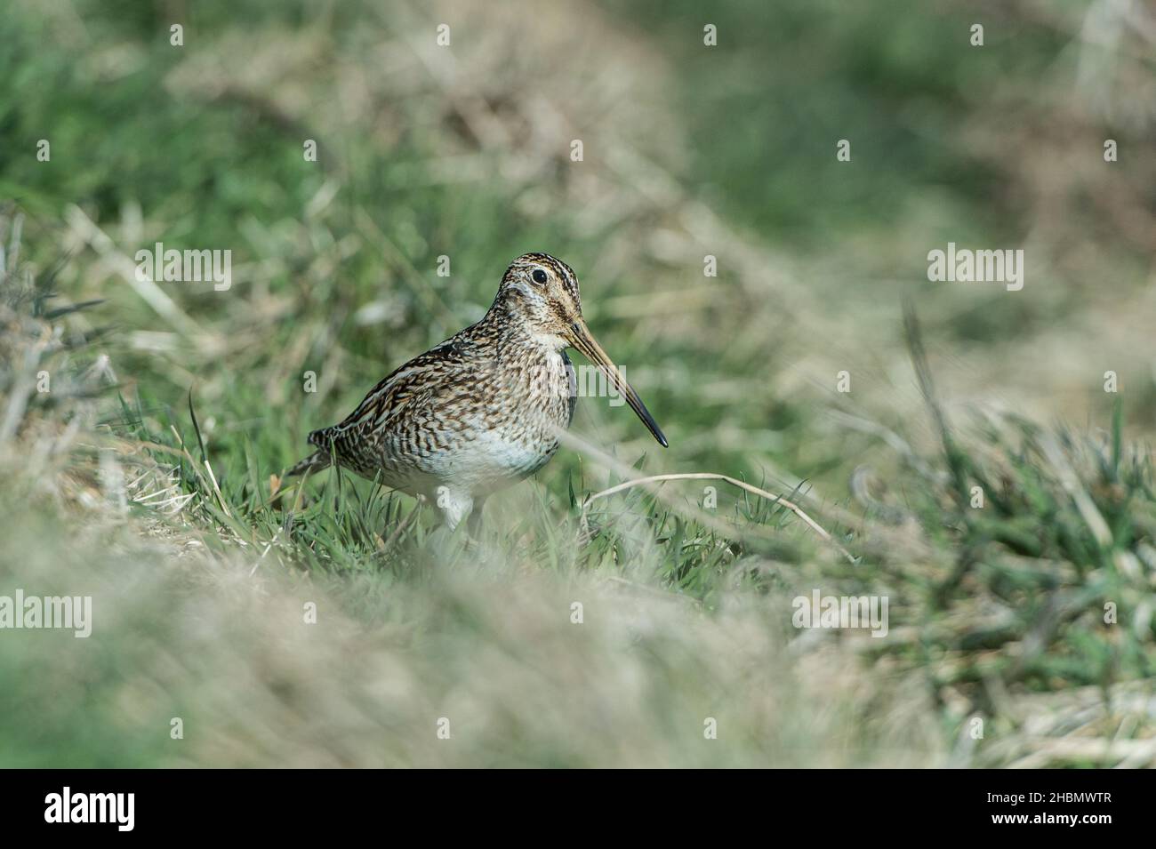 Snipe walking through grass at Carcass island, The Falkland islands Stock Photo