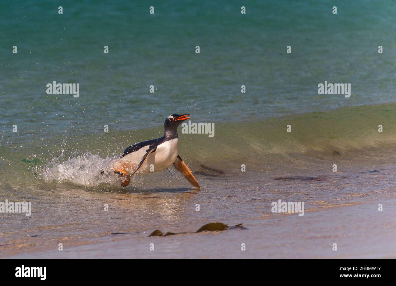 Gentoo Penguin (Pygoscelis papua) emerging from the sea at Carcass Island, The Falkland Islands Stock Photo