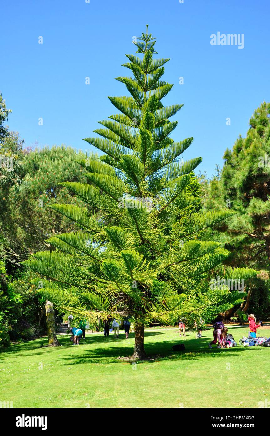 Norfolk Island Pine Hi Res Stock Photography And Images Alamy