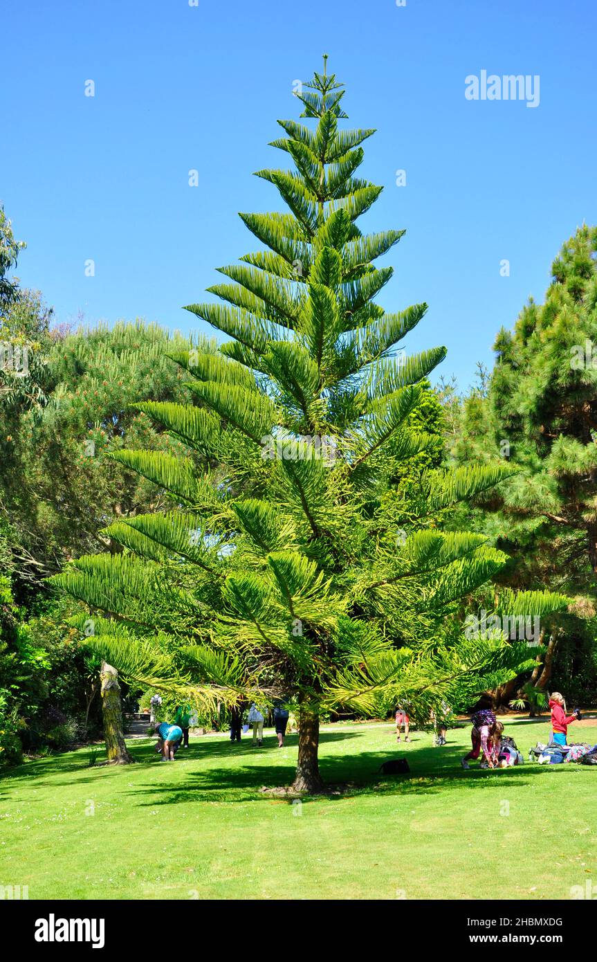 Norfolk Island Pine (Araucaria heterophylla, Araucaria excelsa), ornamental  tree on street side, Stock Photo, Picture And Rights Managed Image. Pic.  BWI-BS303950