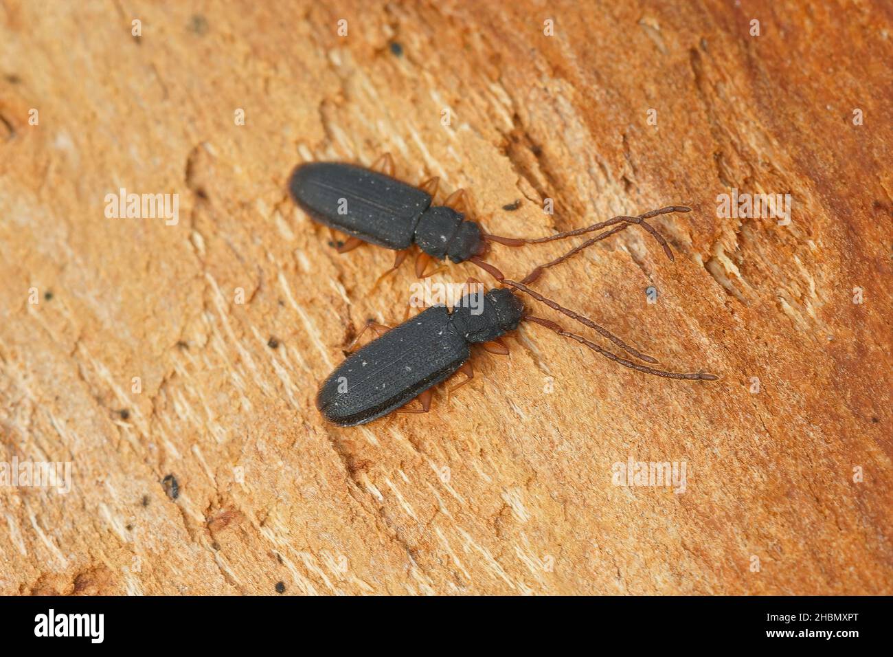 Closeup on two silvanid flat bark beetles, Uleiota planata, hiding under a fallen log in the field Stock Photo