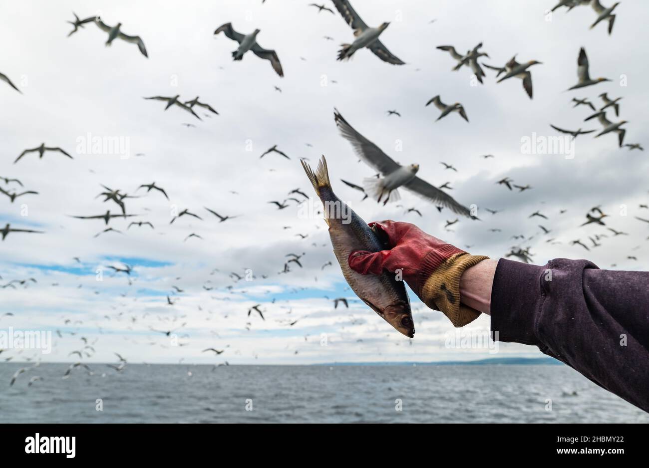 Hand holding herring fish with mass of gannets and seabirds in sky, Firth of Forth, Scotland, UK Stock Photo