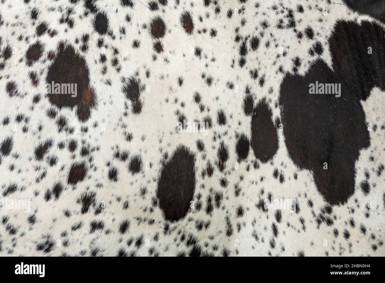 Brown and white cowhide, closeup Stock Photo