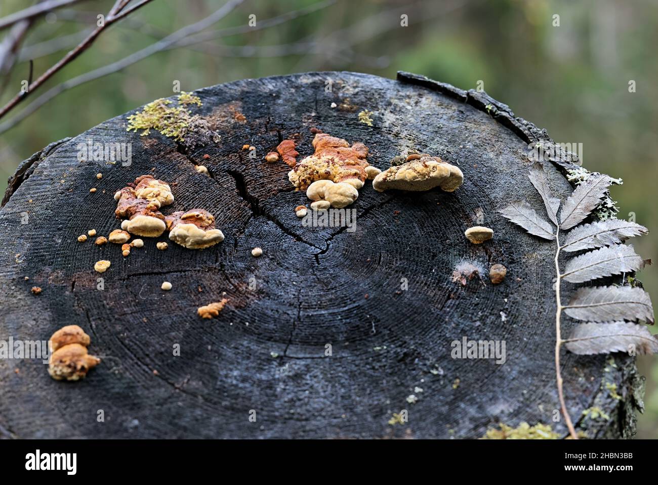 Gloeophyllum odoratum, known as the  Anise Mazegill and Brown Rot Fungus, a polypore from Finland Stock Photo