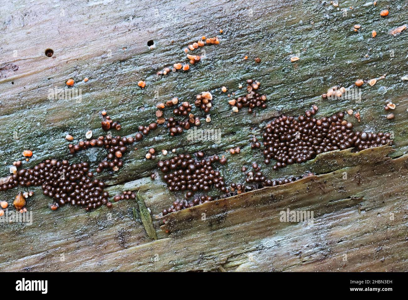 Trichia decipiens, a slime mold from Finland with no common English name Stock Photo