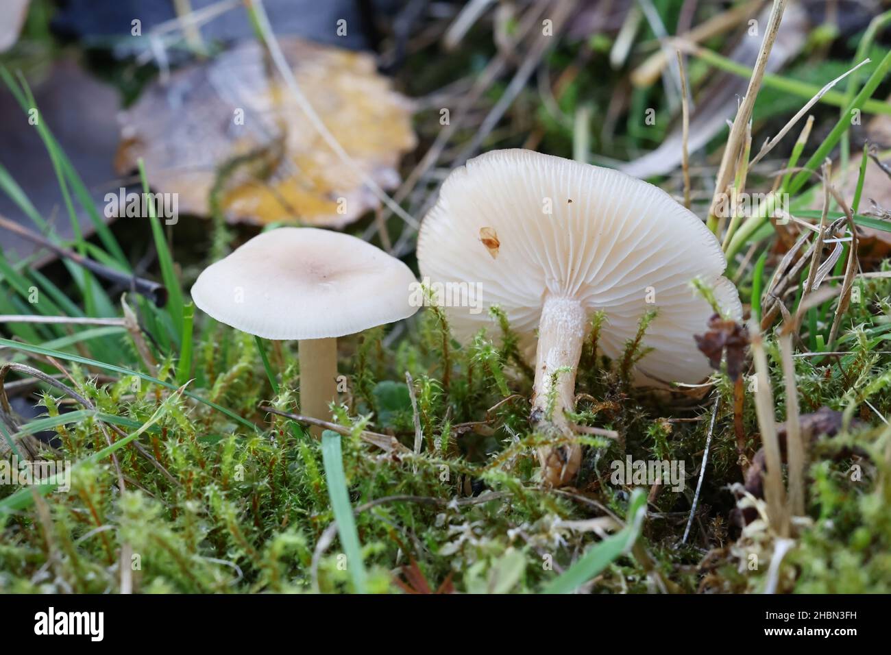 Clitocybe fragrans, known as Fragrant Funnel, wild mushroom from Finland Stock Photo