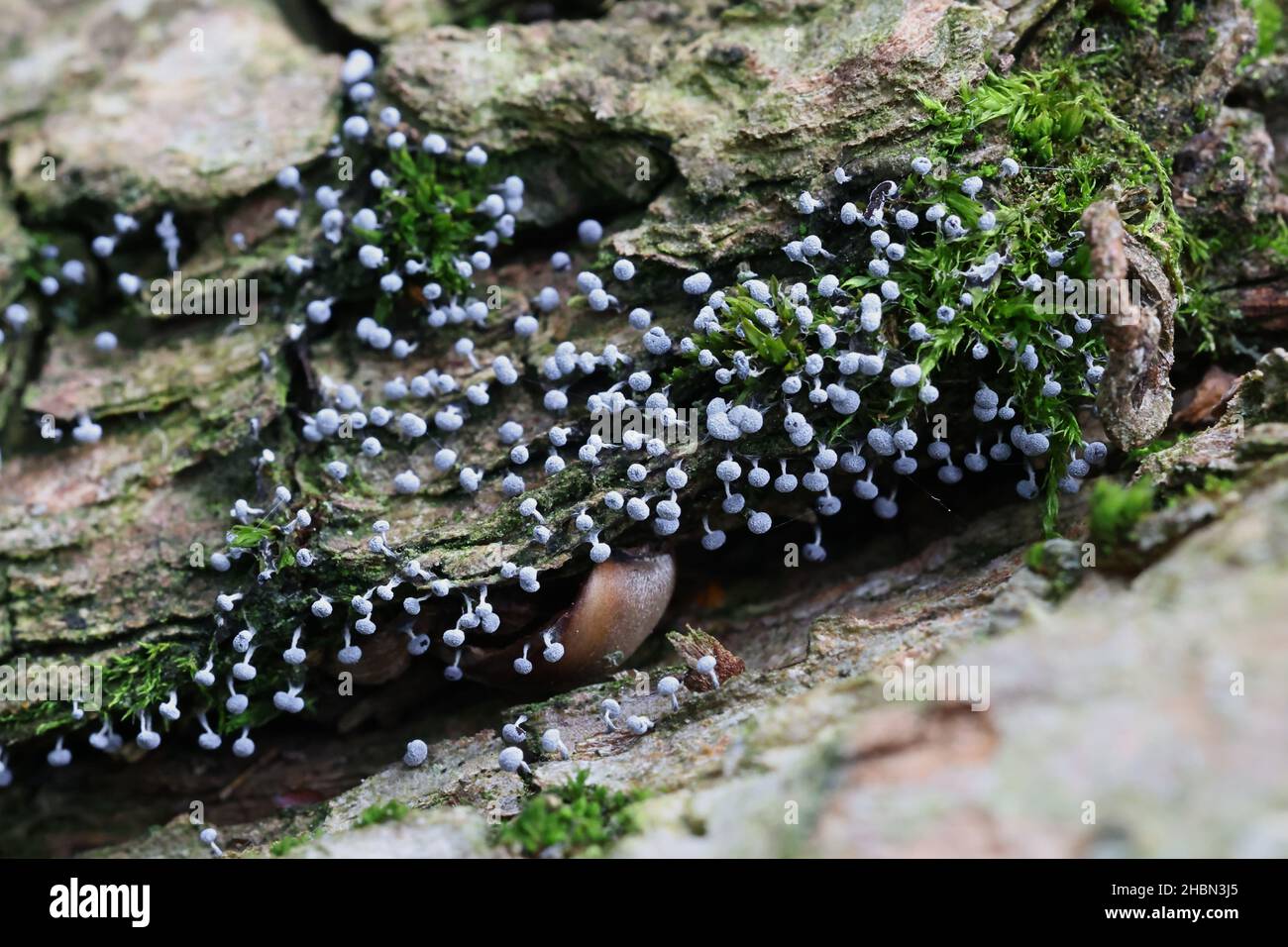 Physarum leucophaeum, a slime mold of the order Physarales Stock Photo