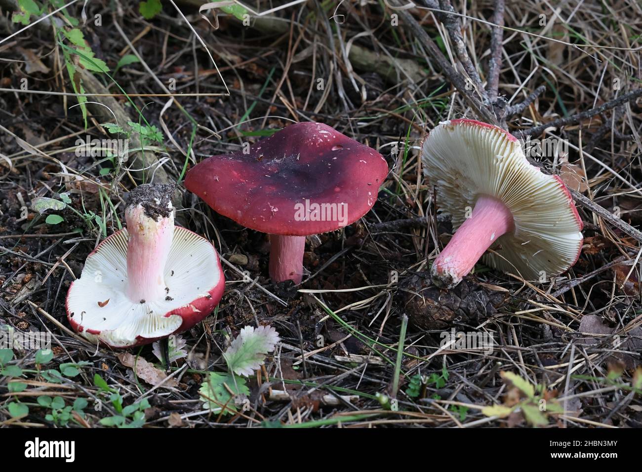 Russula xerampelina, commonly known as the crab brittlegill or the