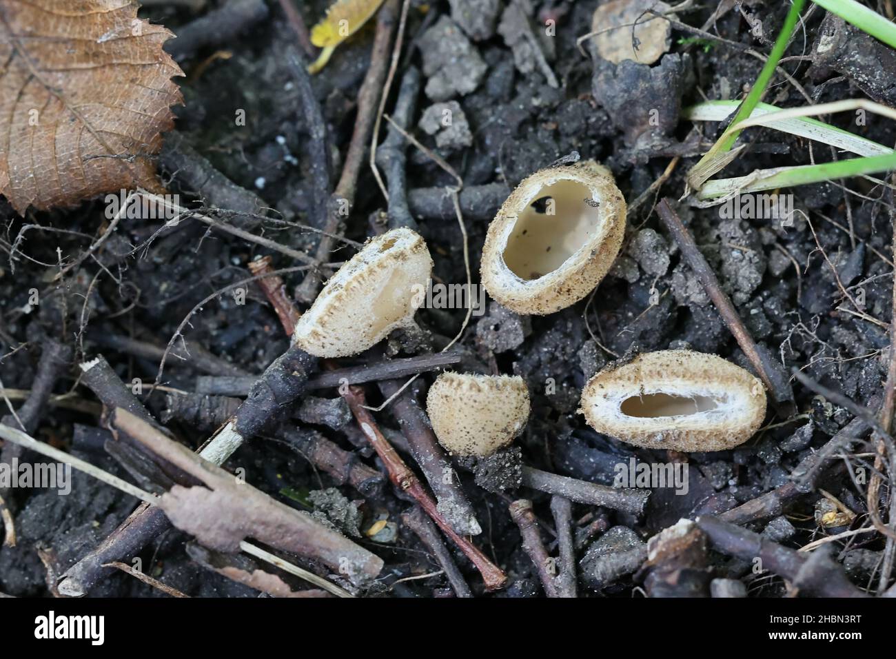 Tarzetta cupularis, commonly known as Toothed Cup, wild fungus from Finland Stock Photo