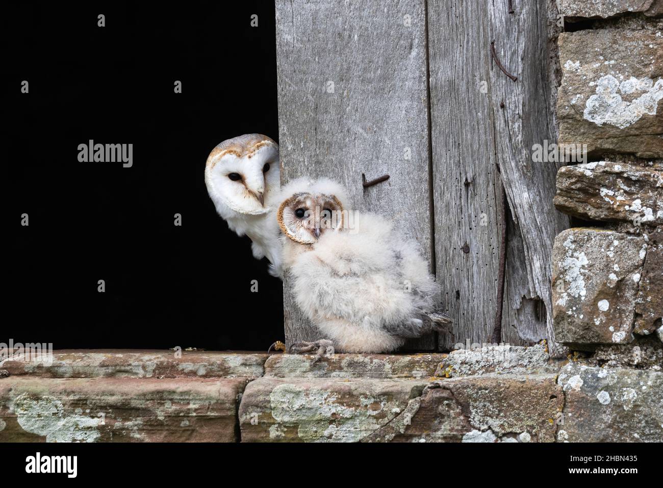 Barn owl (Tyto alba) with chick, Controlled, Cumbria, UK Stock Photo