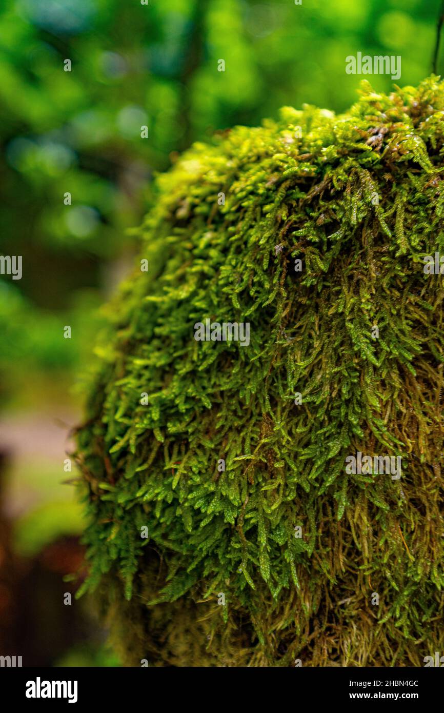 Green Rocks Nature A closeup shot of a geological formation rock covered with green plants ...