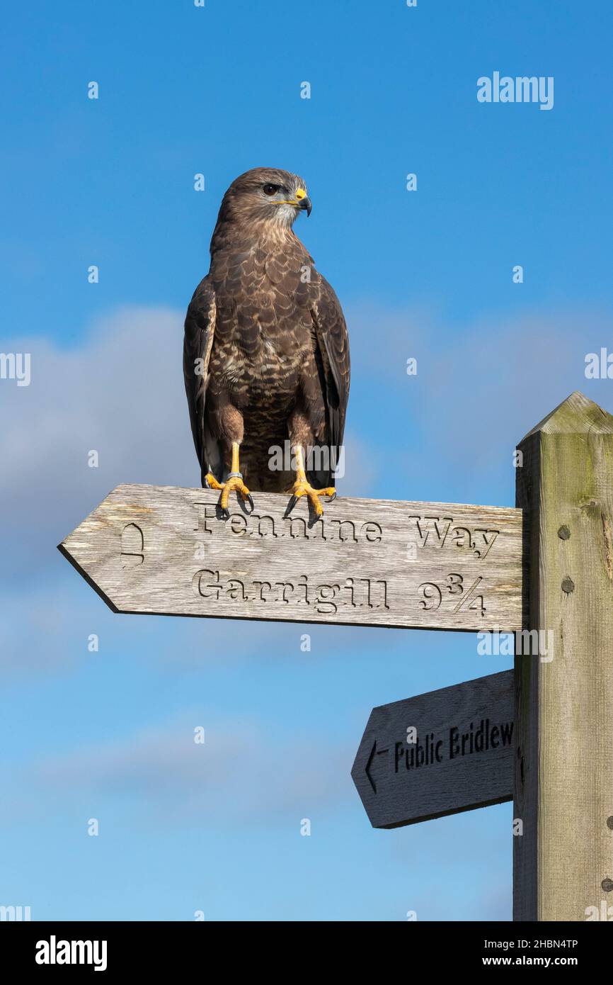 Common buzzard (Buteo buteo) on Pennine Way sign, Controlled, Cumbria, UK Stock Photo