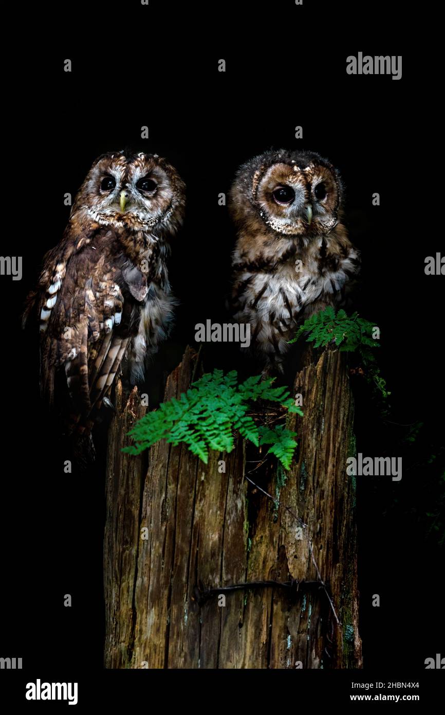 Tawny owls (Strix aluco), controlled, Cumbria, UK Stock Photo