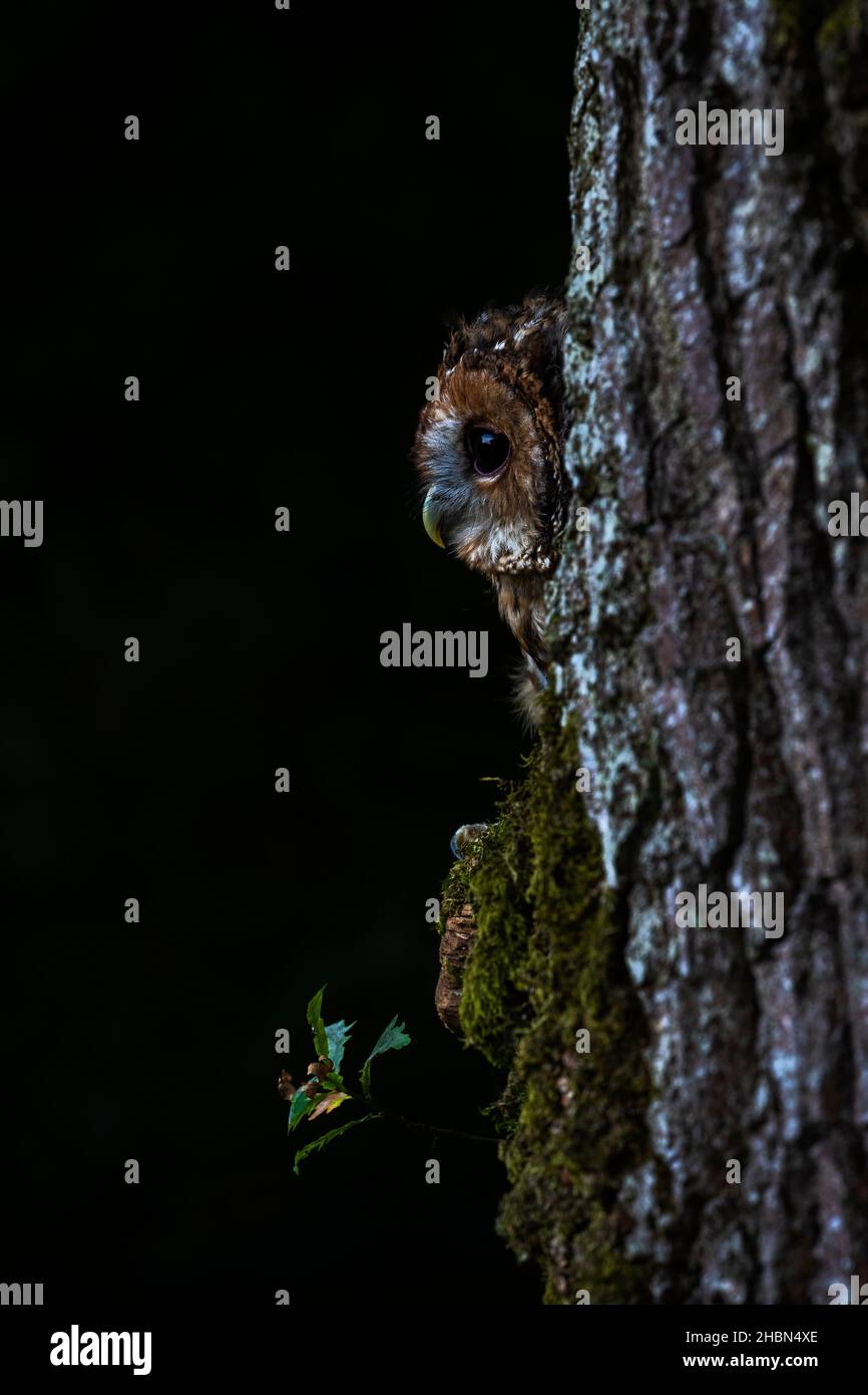 Tawny owl (Strix aluco), controlled, Cumbria, UK Stock Photo