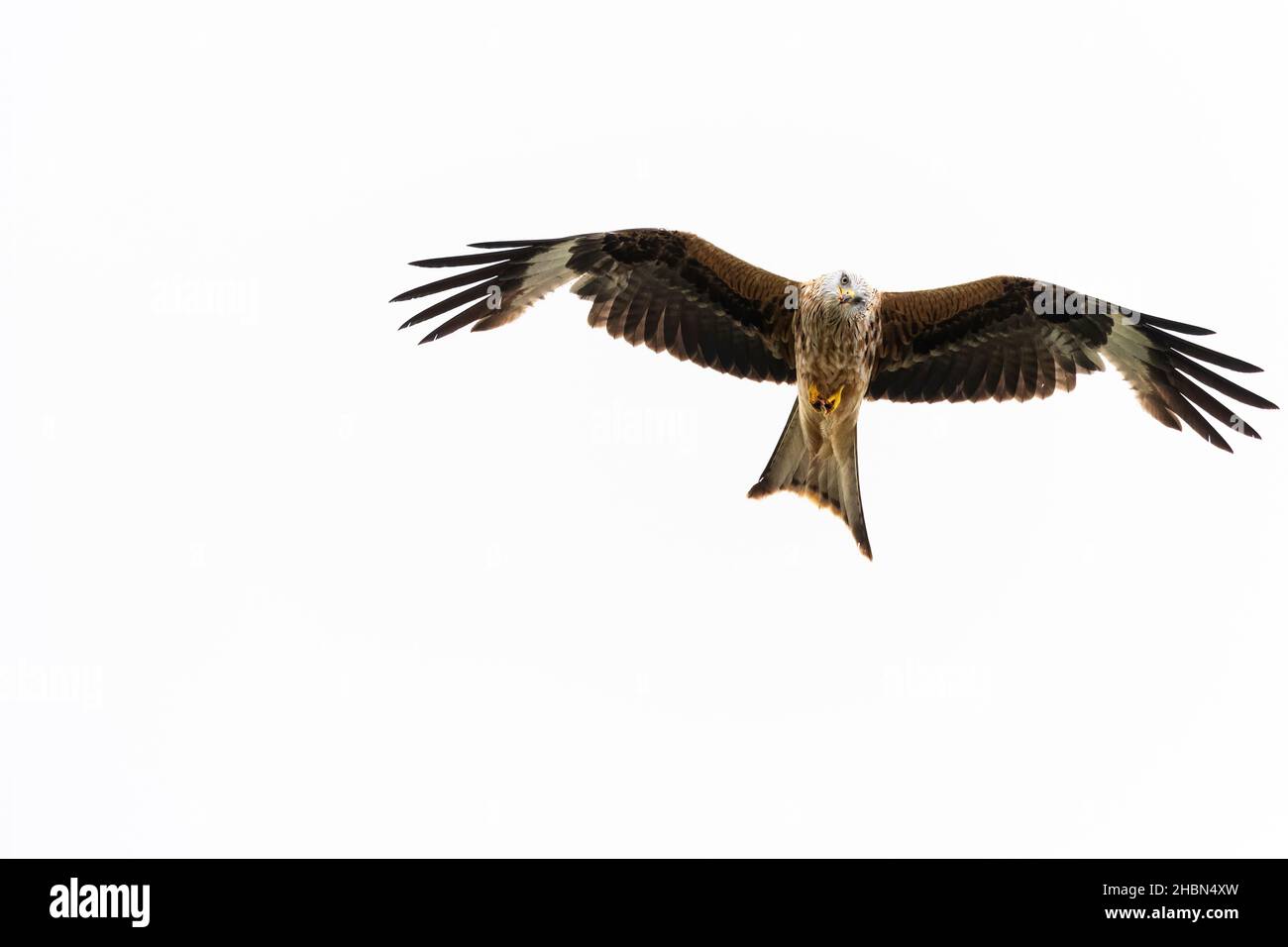 Red kite (Milvus milvus), Belly Slack Farm, Dumfries & Galloway, Scotland, UK Stock Photo