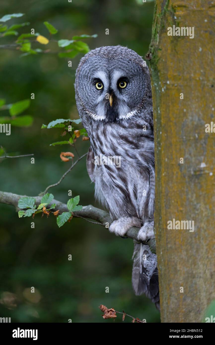 Great grey owl (Strix nebulosa), captive, UK Stock Photo