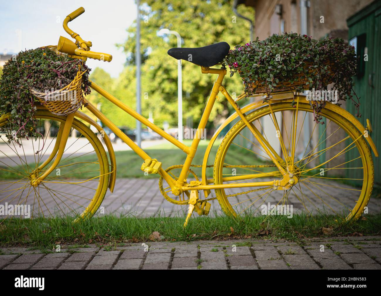 yellow bicycle in the green grass and yellow is the chain, sprocket, pedals, frame, tires, spokes, foot Stock Photo