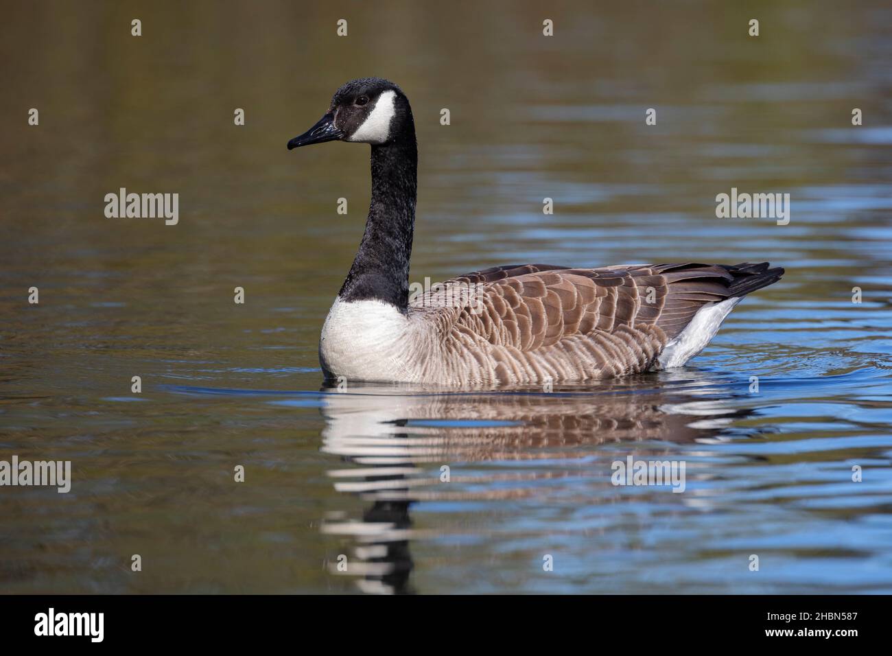 Canada goose (Branta canadensis), Bolam Lake Country Park, Northumberland, UK Stock Photo
