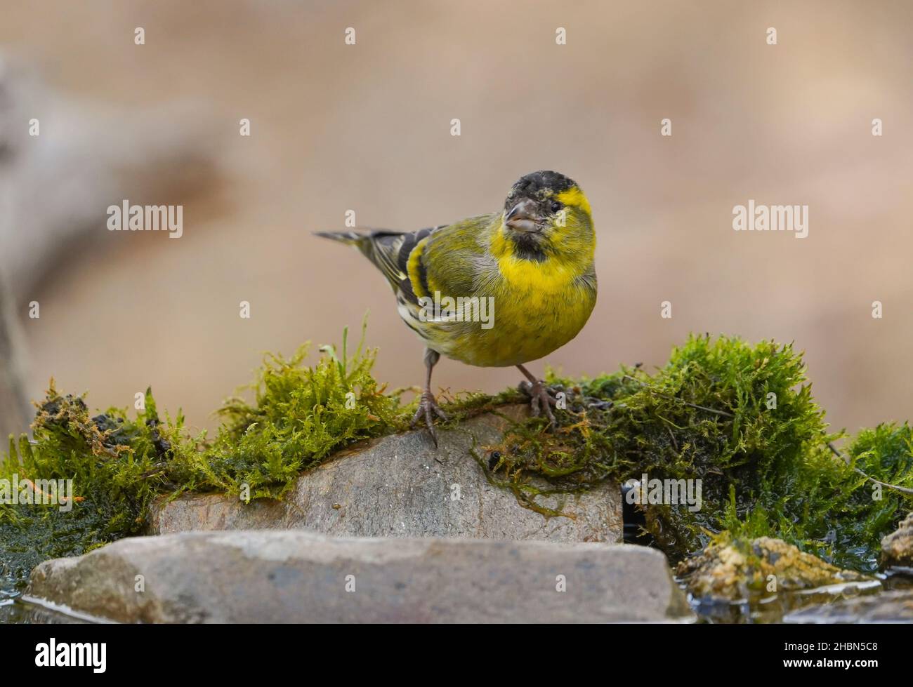 Eurasian siskin (Spinus spinus) going to drink in a pond. Stock Photo