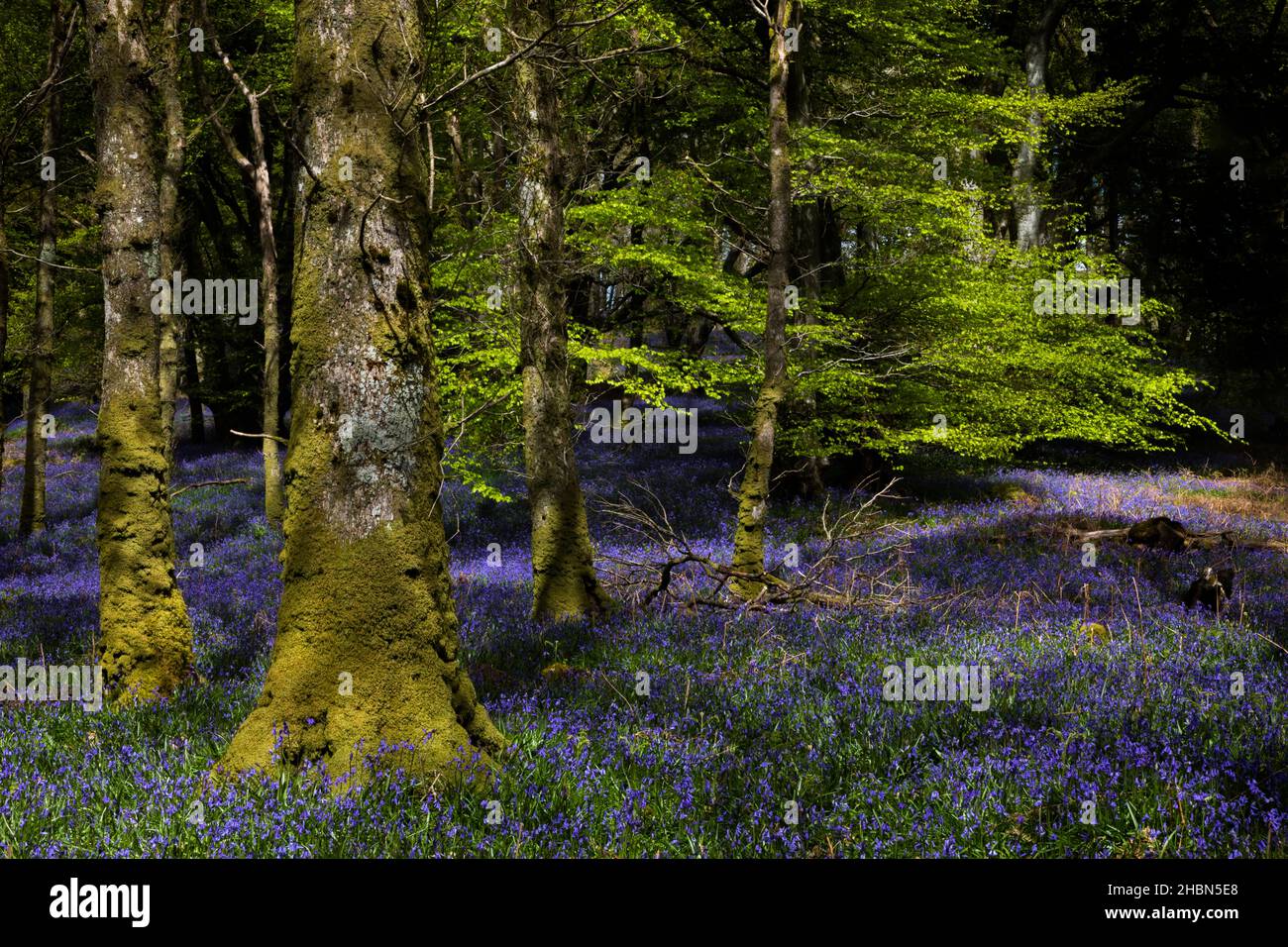 Bluebell wood (Hyacinthoides non-scripta) Carstramon Wood, Dumfries and Galloway, Scotland, UK Stock Photo