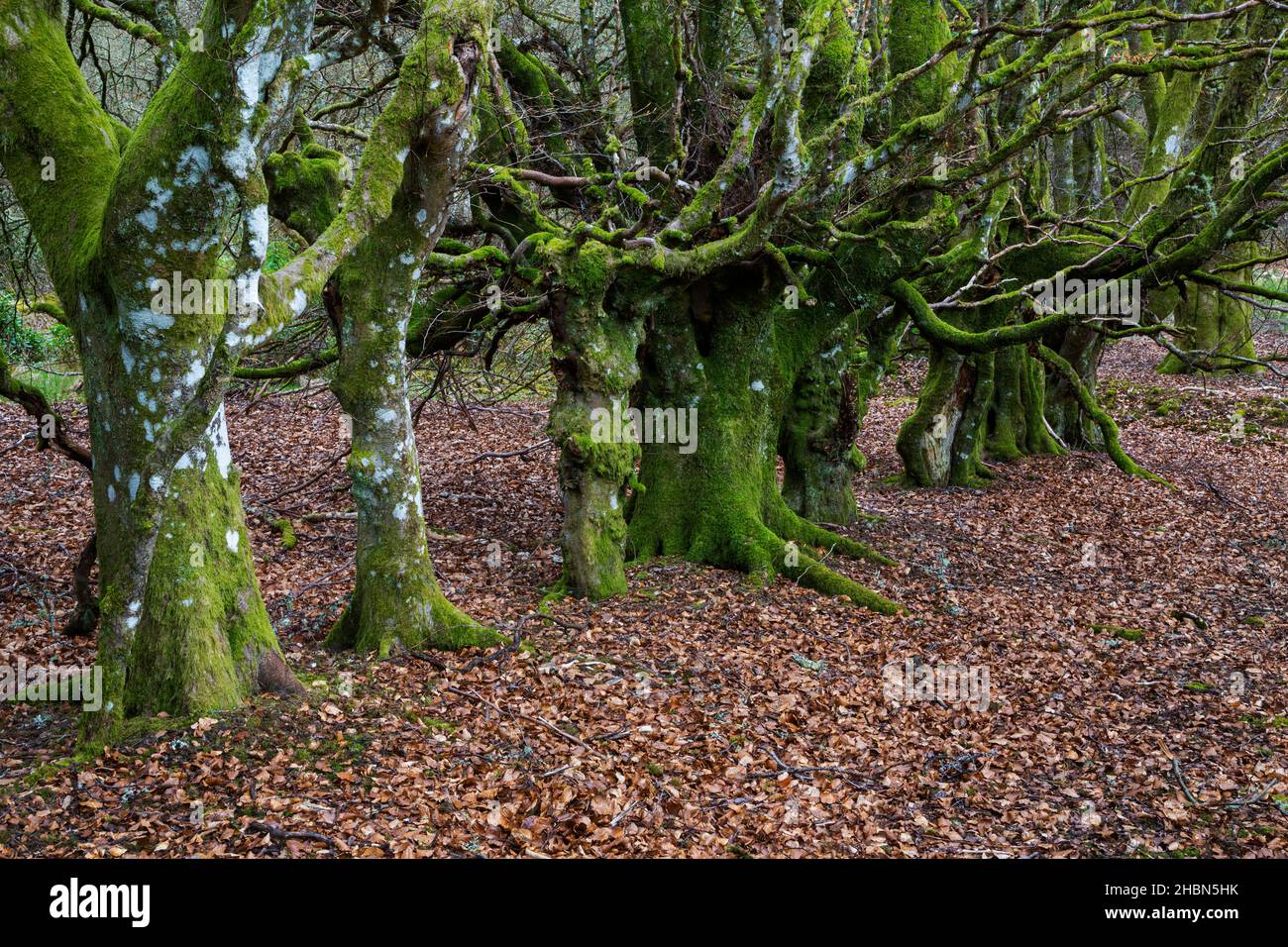 Beech trees (Fagus sylvatica) in Sidwood, Kielder Forest, Northumberland national Park, UK Stock Photo