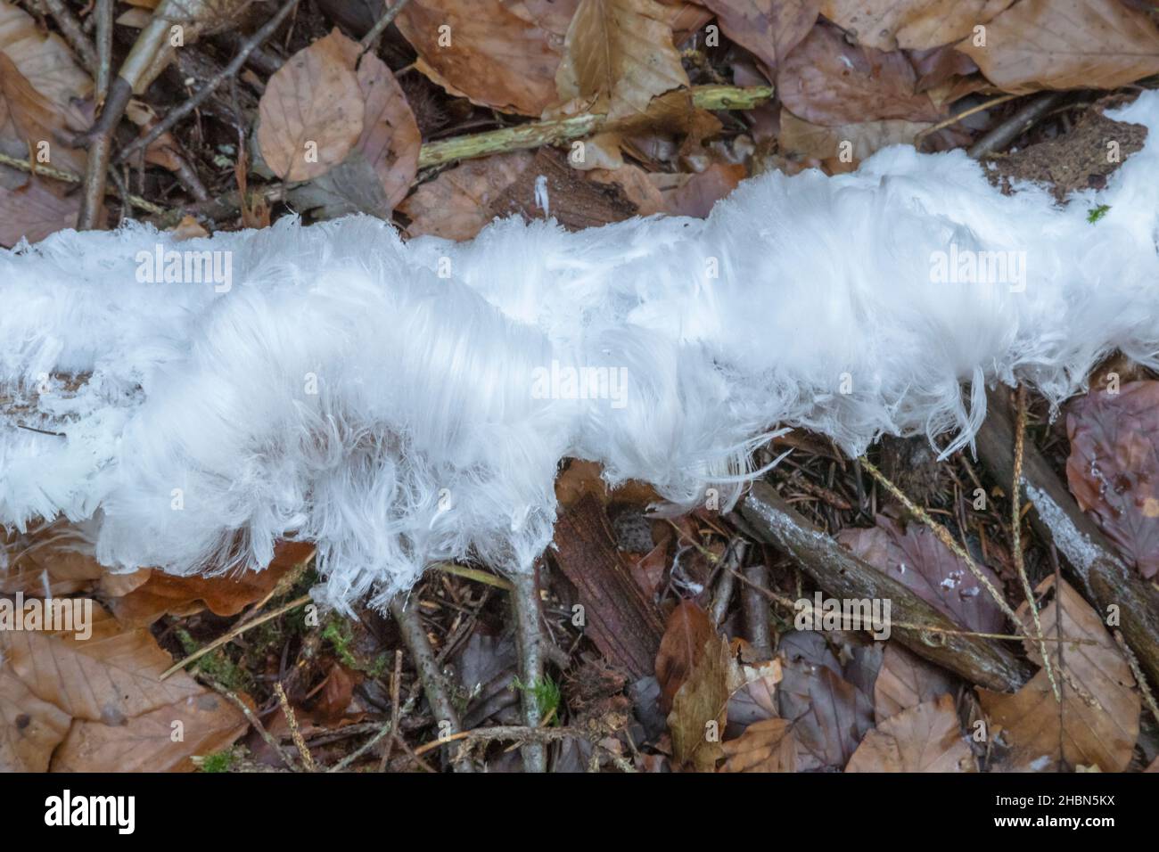 Hair ice formed on decaying wood, Sidwood, Northumberland, UK Stock Photo