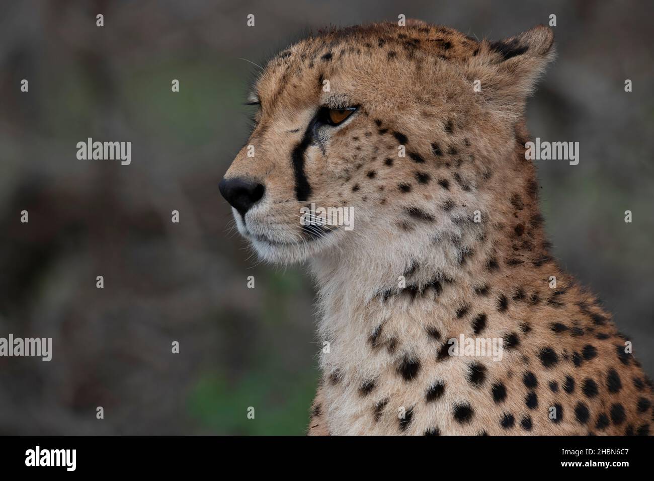 Profile of cheetah Stock Photo - Alamy