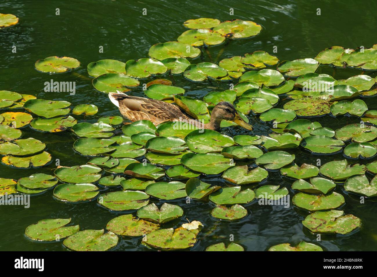 Wild brown mallard duck on a green pond water with water lily leaves on the surface Stock Photo