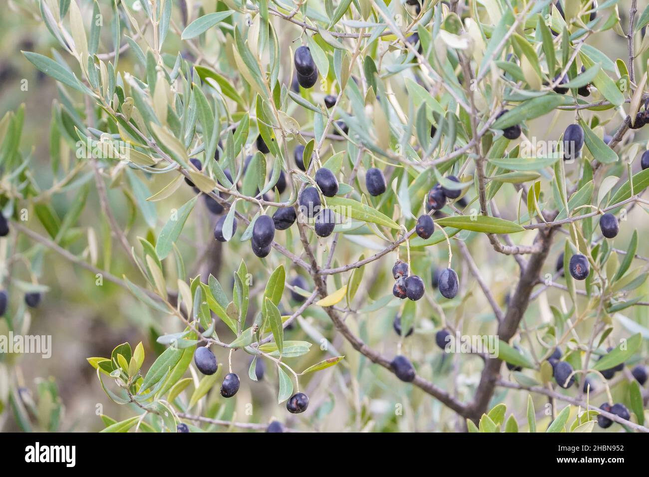 Small black olives on olive tree, close up, Spain. Stock Photo