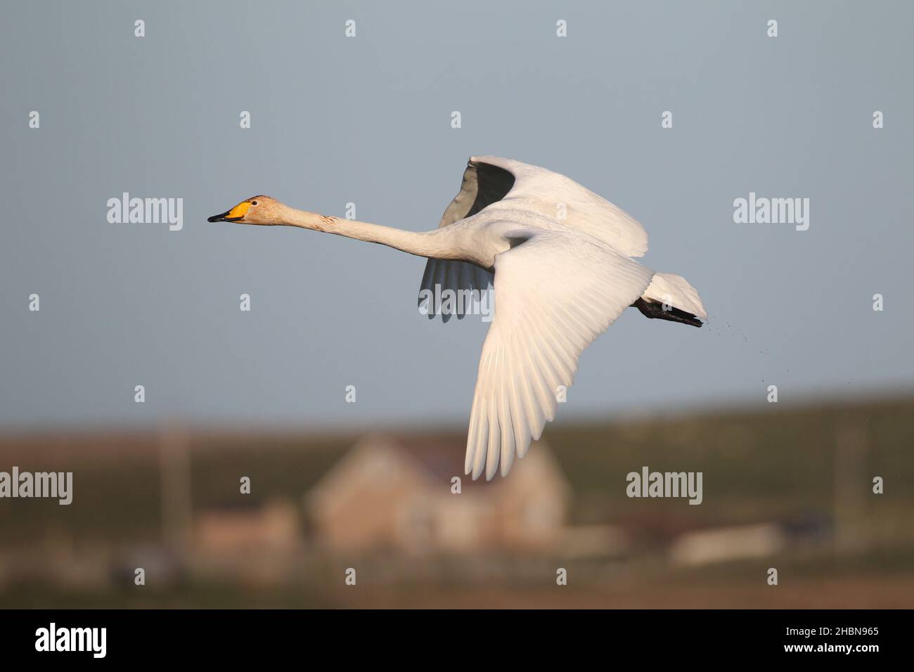 A few whooper swans have commenced breeding on North Uist, there is now some hostility with resident mute swans for territory. Stock Photo