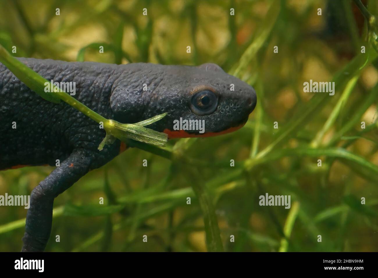 Closeup on the head of a black female Chinese firebelied newt, Cynops orientalis, underwater Stock Photo