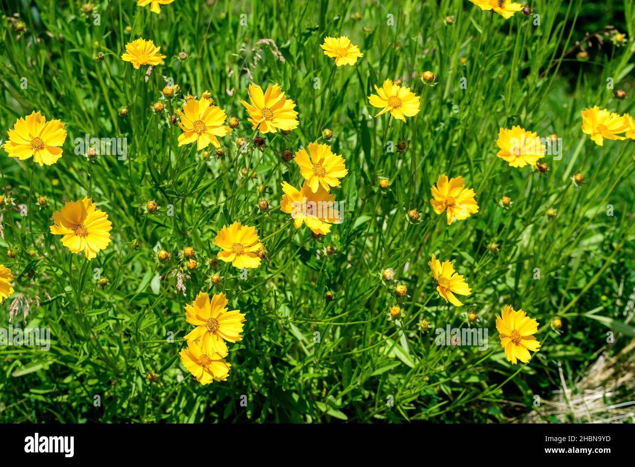 Many vivid yellow Coreopsis flowers commonly known as calliopsis or