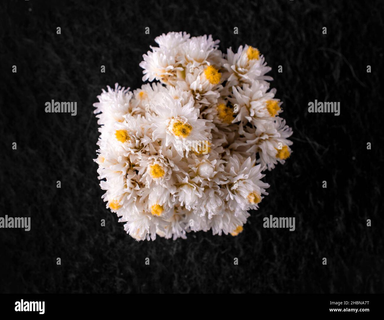One flower on a black background. Flat lay, top view. Stock Photo