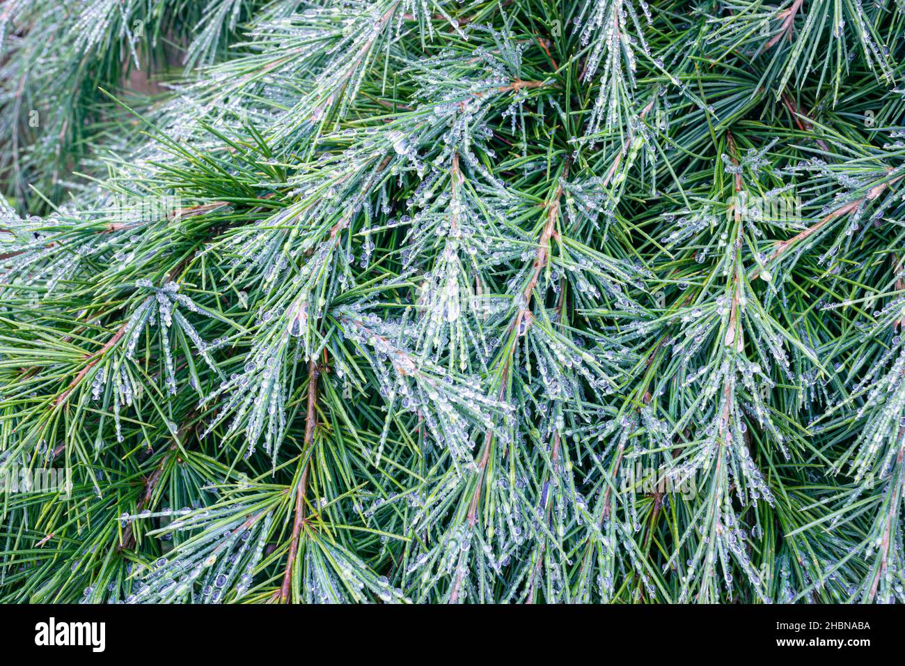 Rain droplets on needles and twigs of a cedar tree, giving it a silvery appearance Stock Photo