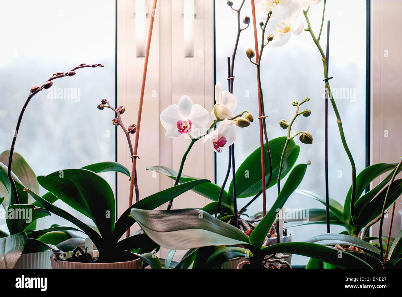 Moth orchids with flower spikes in buds ready to bloom, flowering houseplants care in winter Stock Photo