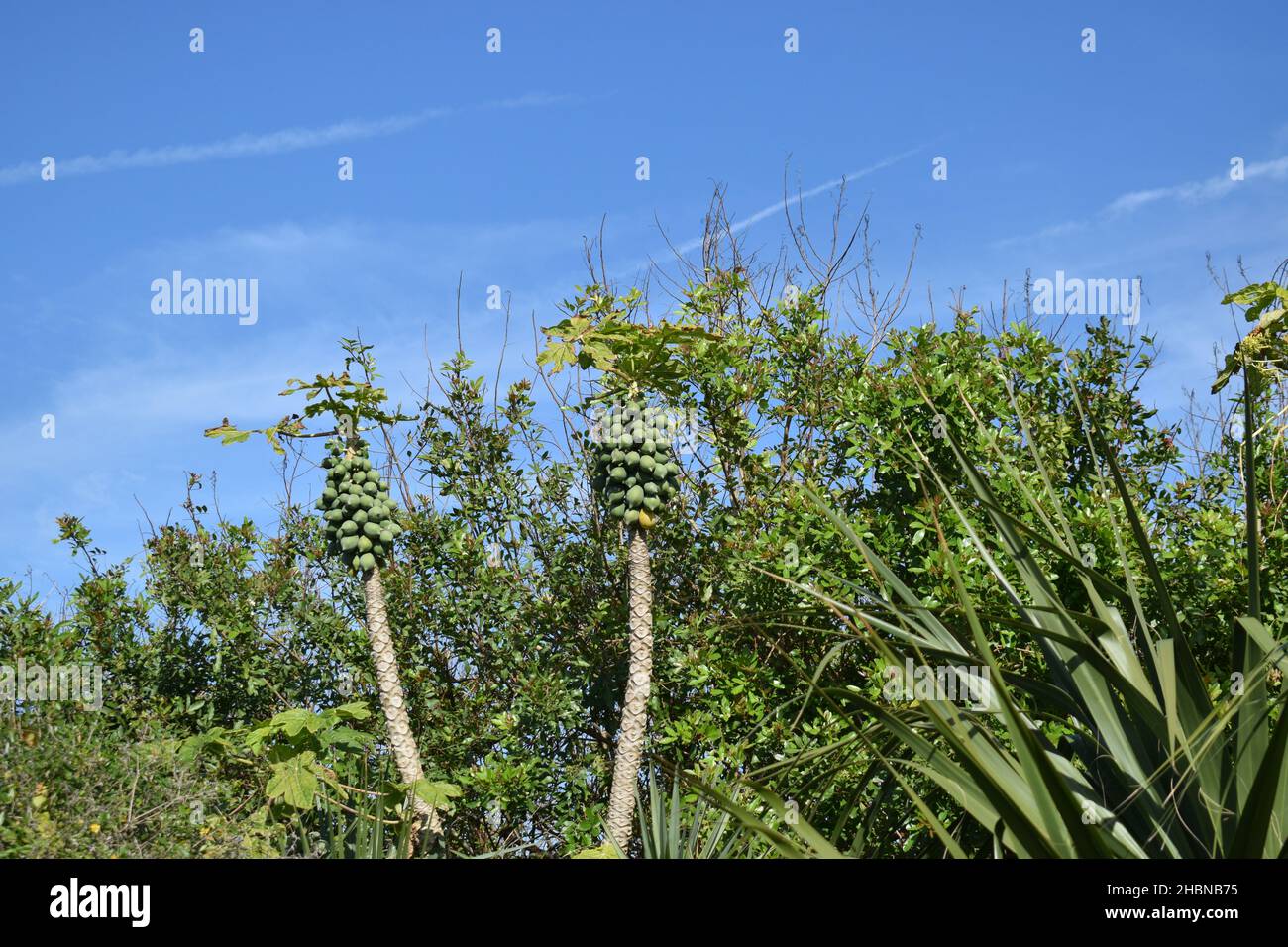 Twin papaya trees bear fruit Stock Photo Alamy