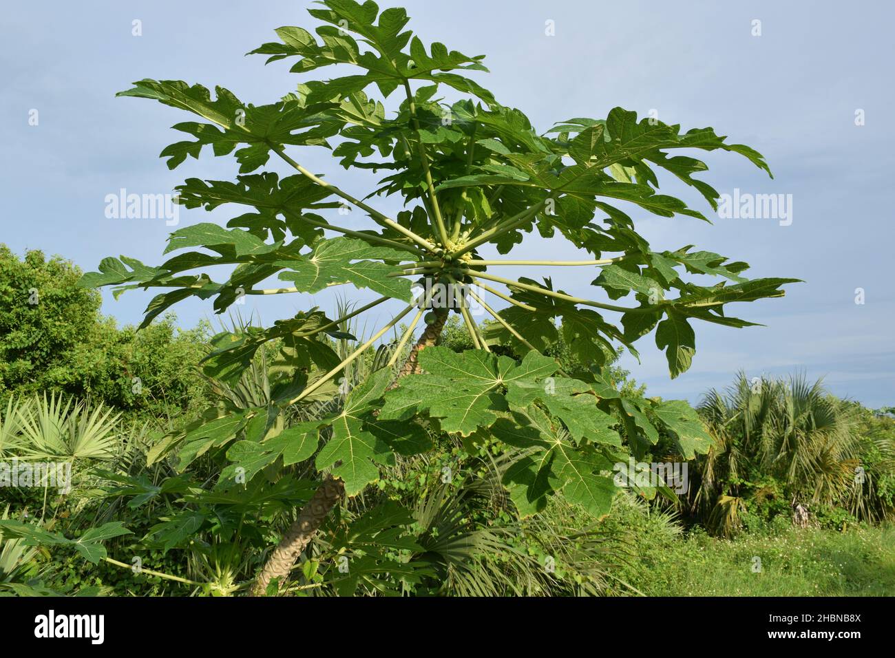 A papaya tree grows wild at the beach Stock Photo Alamy