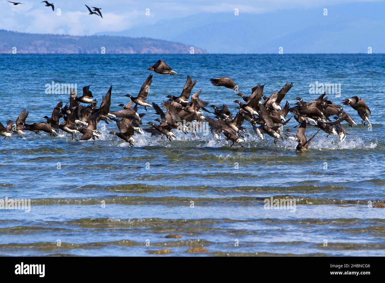 A flock of brant geese (Branta bernicla) becoming airborne at Parksville Bay, Vancouver Island, BC, Canada in march during herring spawn season. Stock Photo