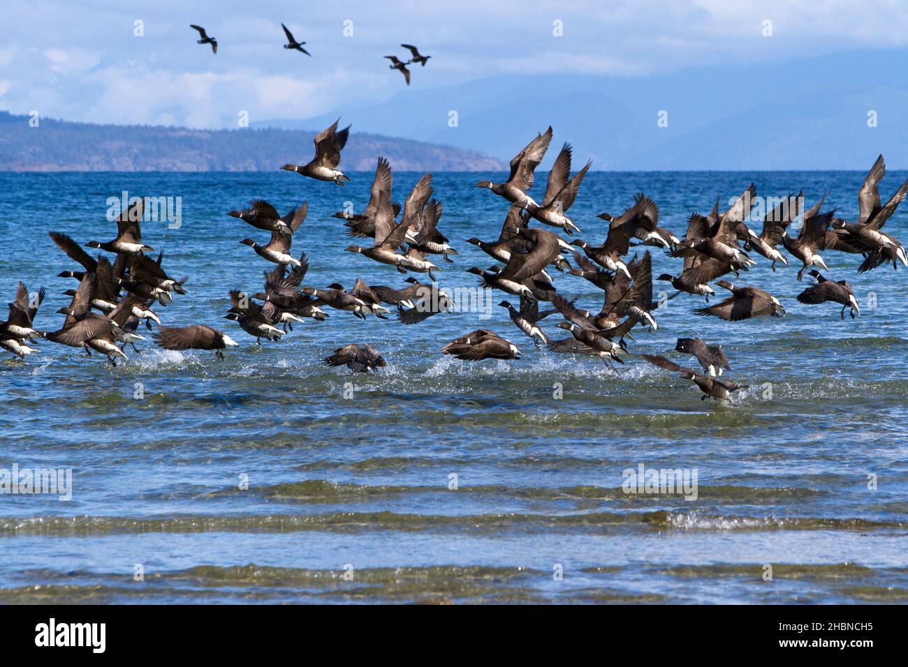 A flock of brant geese (Branta bernicla) becoming airborne at Parksville Bay, Vancouver Island, BC, Canada in march during herring spawn season. Stock Photo