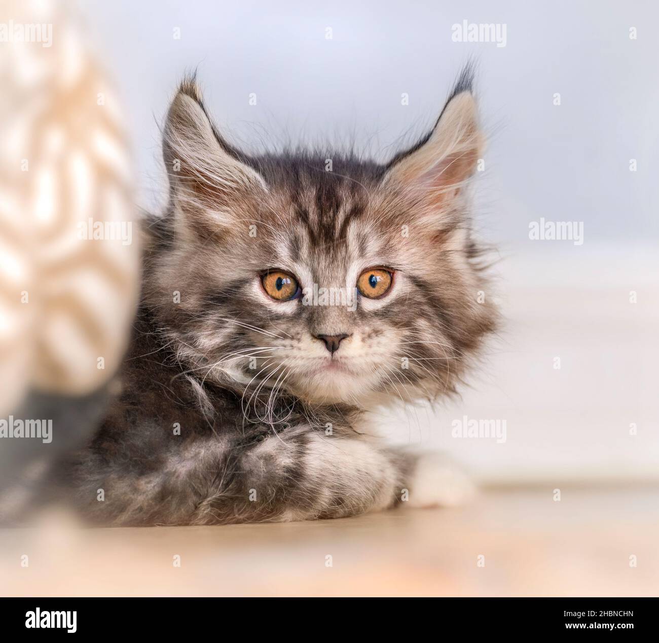 Curious Maine Coon Cat kittens peers out from bedspread, 9 weeks old Stock Photo