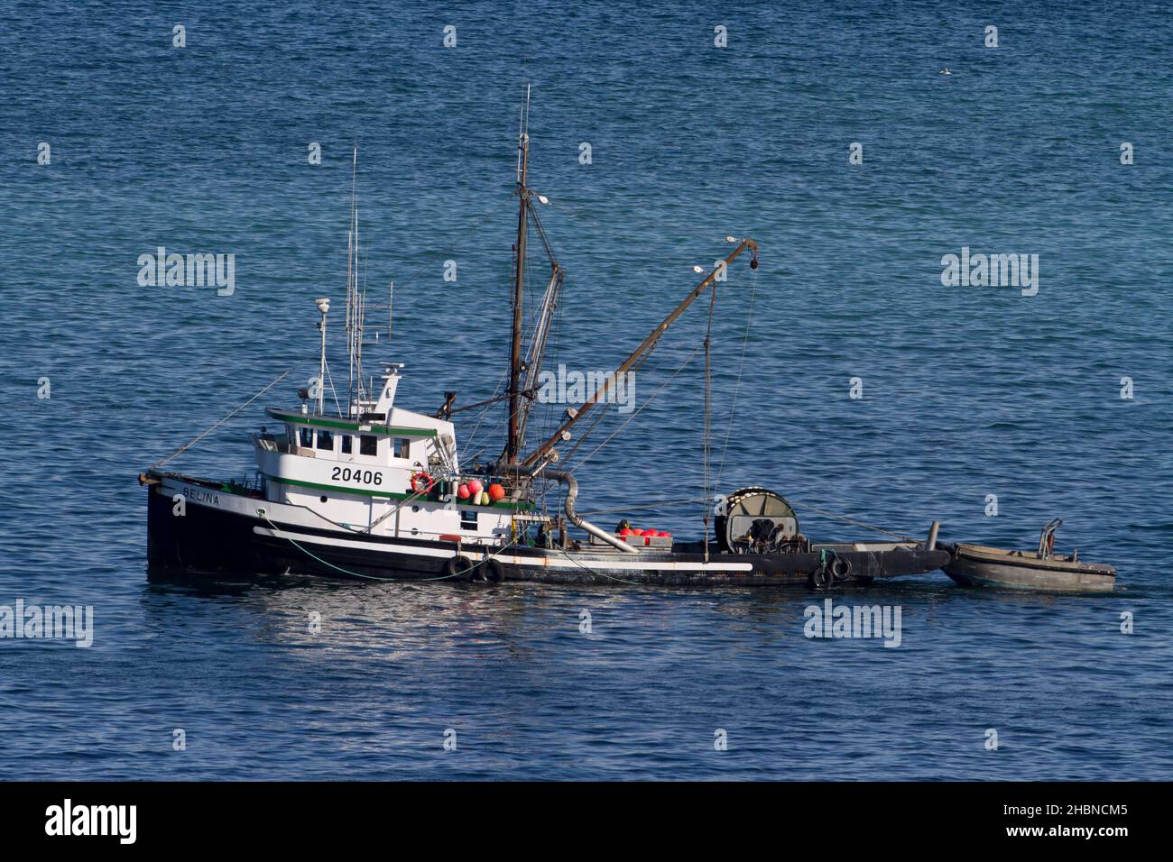 Fishing boat fishing for pacific herring in Strait of Georgia (Salish Sea) off Nanaimo coast, Vancouver Island, BC, Canada in March Stock Photo