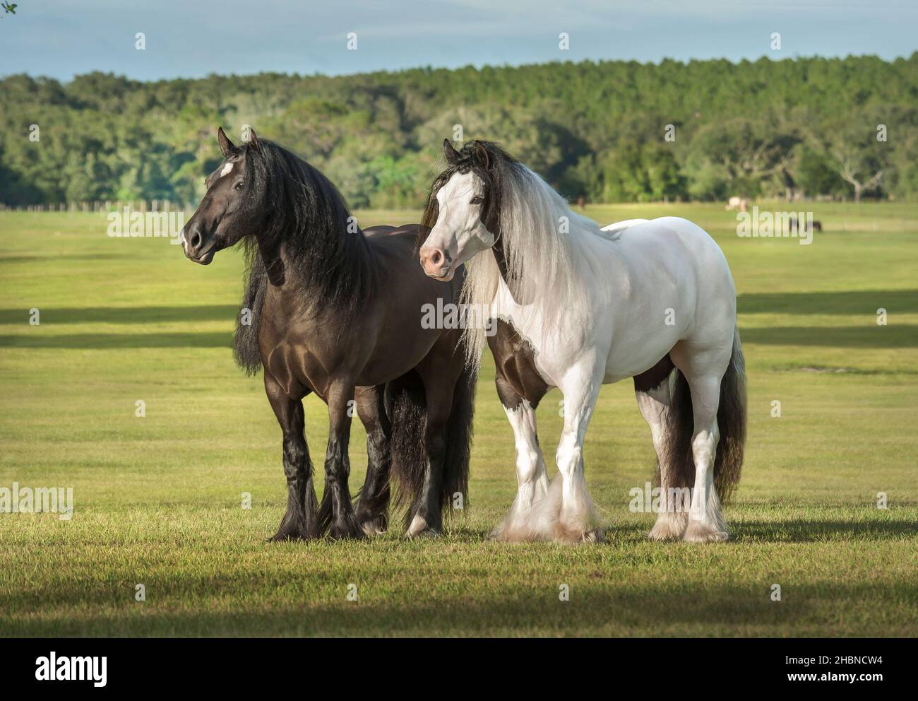 Pair of Gypsy Vanner Horse mares stand together in paddock Stock Photo