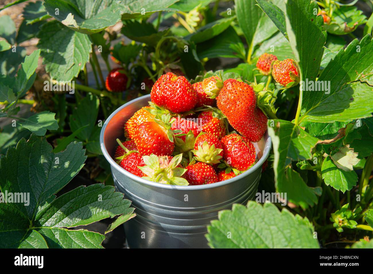 Tin bucket full of ripe freshly picked strawberries among juicy green leaves. Stock Photo