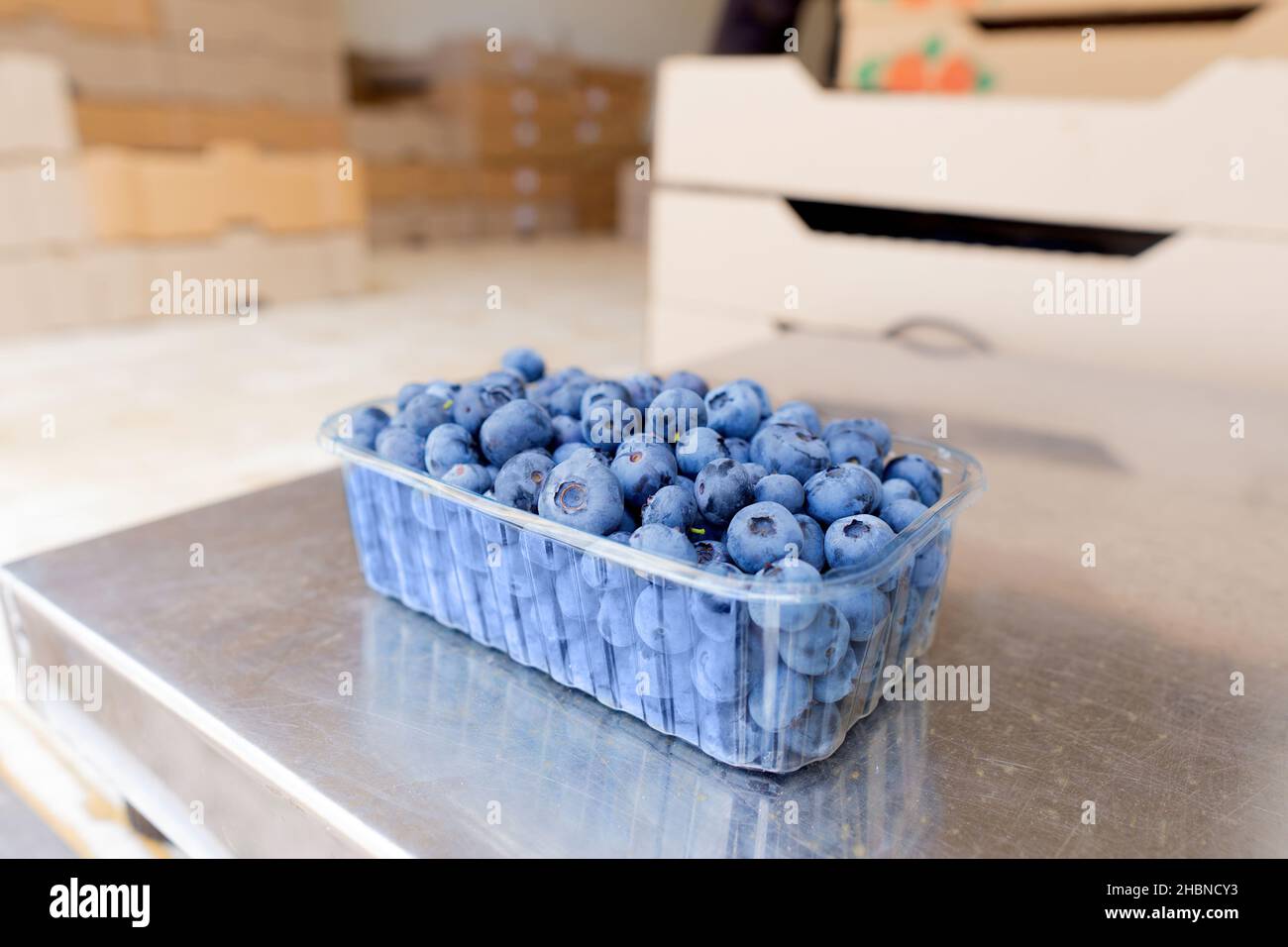 Plastic container with freshly picked blueberries placed on the scales at the shipping point of the berry farm. Stock Photo