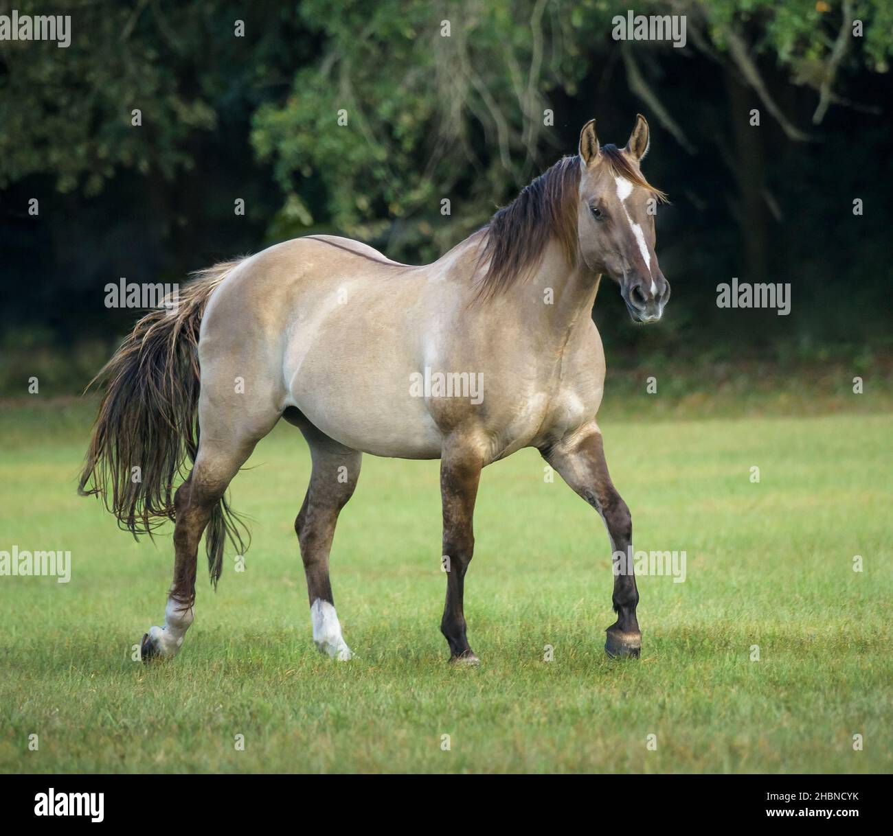 Dun colored horse running in grass Stock Photo