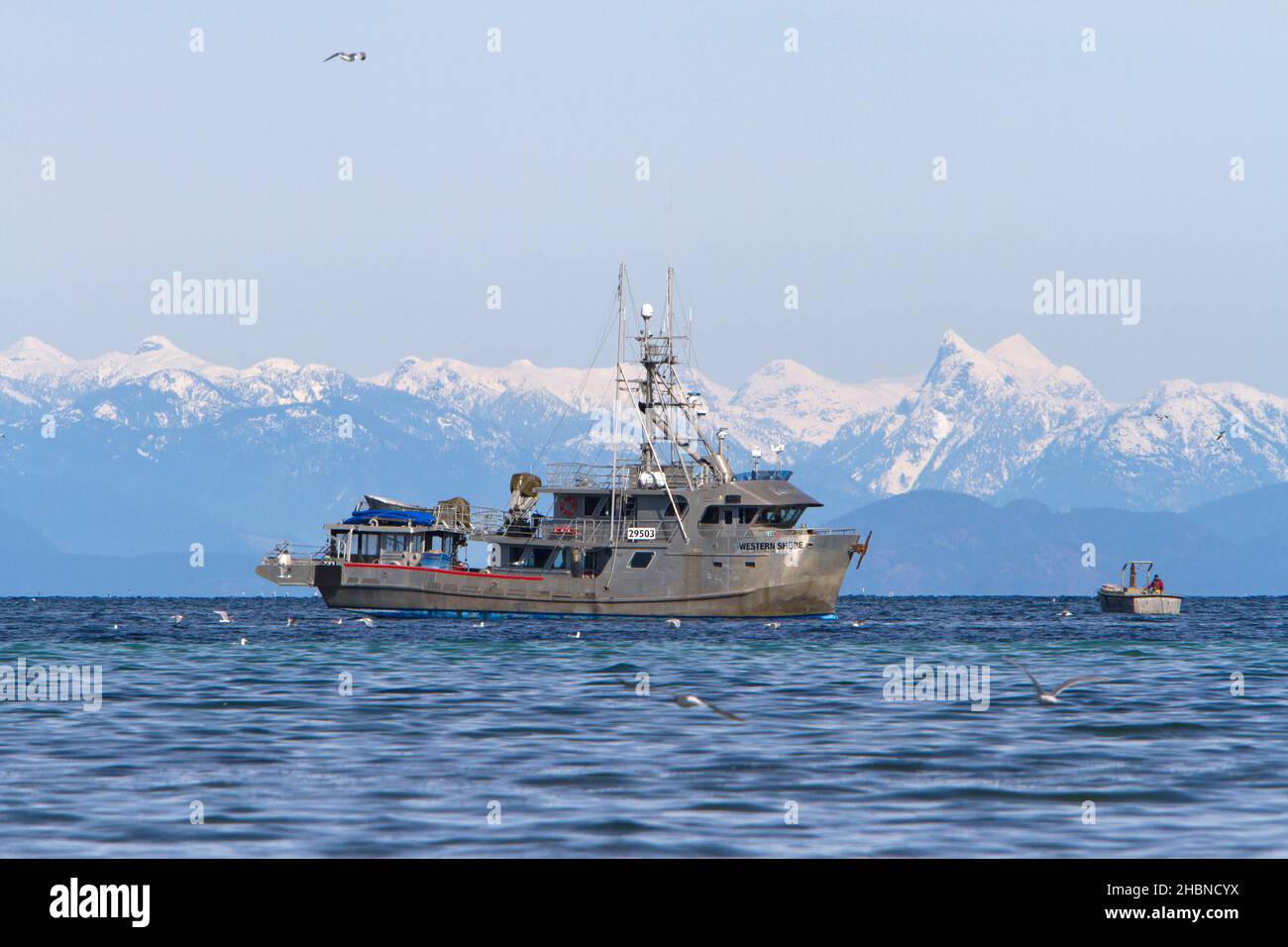 Fishing boat fishing for pacific herring in Strait of Georgia (Salish Sea) off Nanaimo coast, Vancouver Island, BC, Canada in March Stock Photo