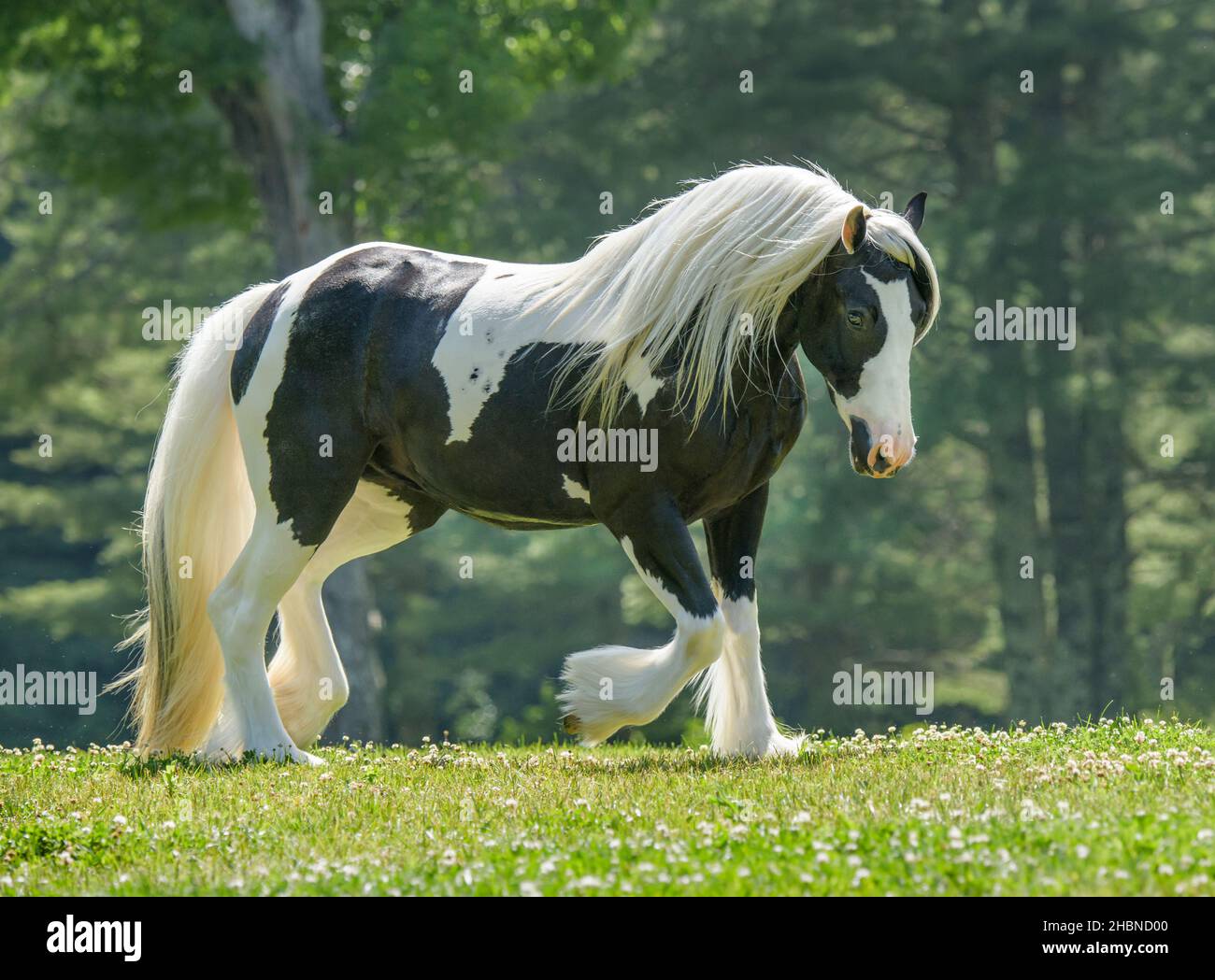 Gypsy Vanner Horse mare trots across grass knoll Stock Photo