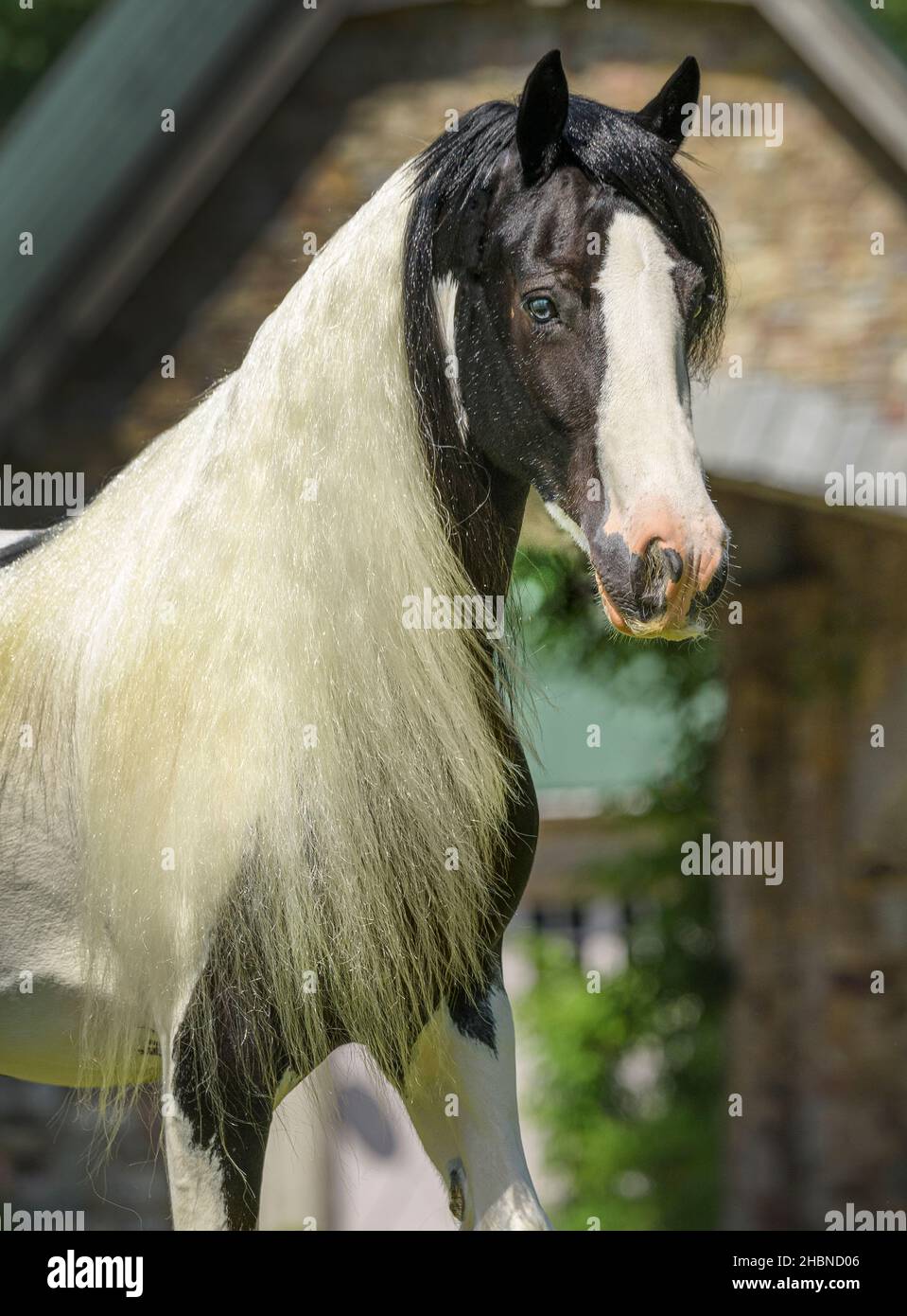 Gypsy Vanner Horse mare head portrait Stock Photo
