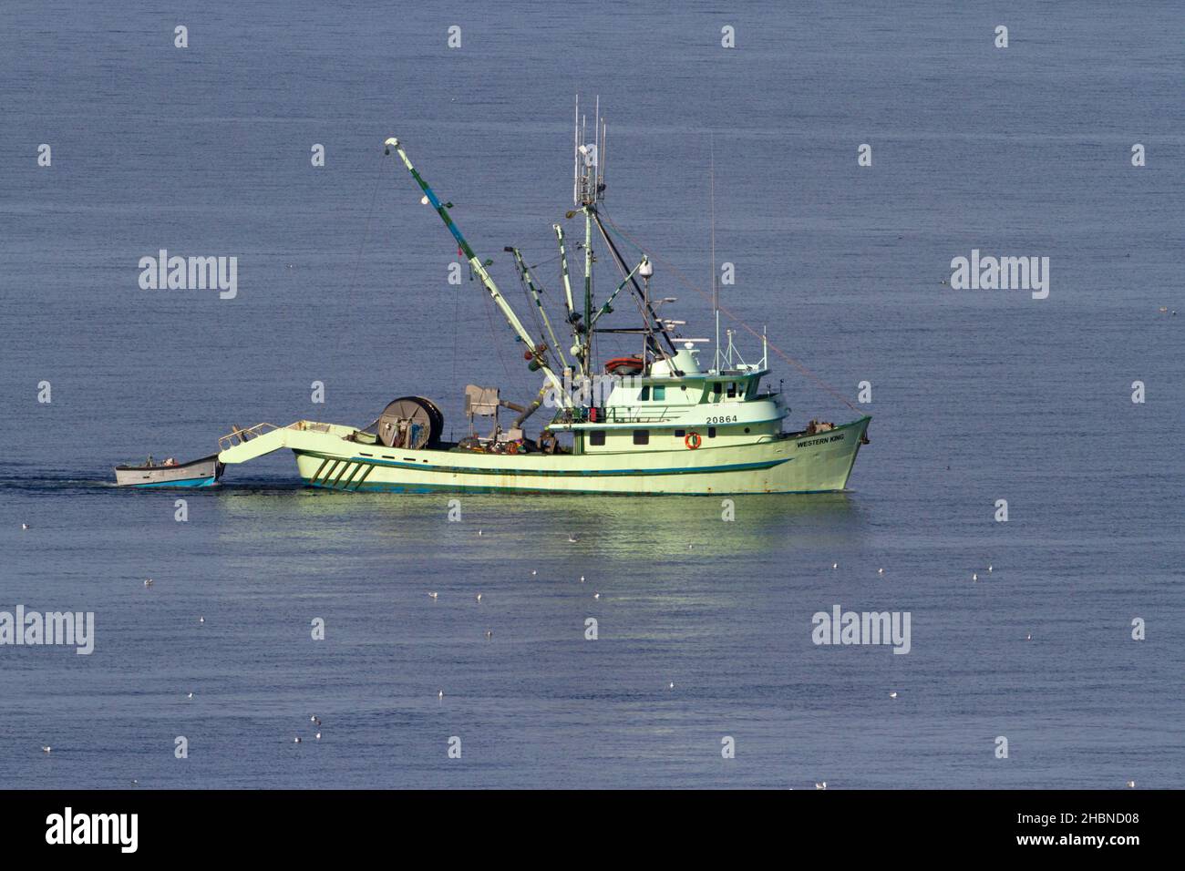 Fishing boat fishing for pacific herring in Strait of Georgia (Salish Sea) off Nanaimo coast, Vancouver Island, BC, Canada in March Stock Photo