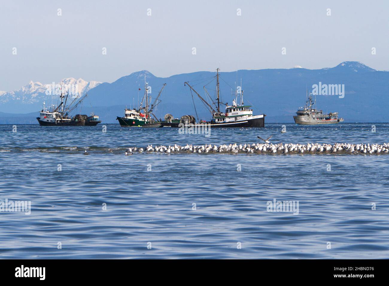 Fishing boats fishing for pacific herring in Strait of Georgia (Salish Sea) off Nanaimo coast, Vancouver Island, BC, Canada in March Stock Photo